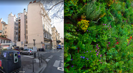 Un grand mur végétal angle Martinière / Rambaud 