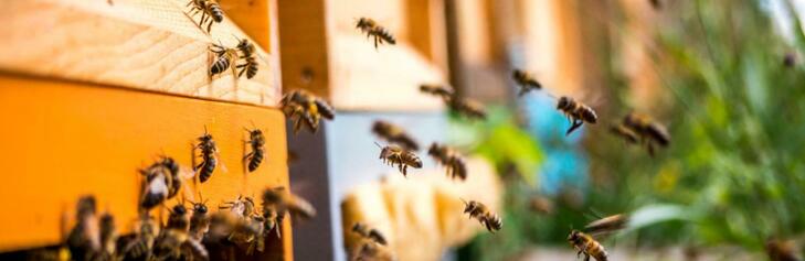Installation de ruches au Parc Blandan (Lyon 7)