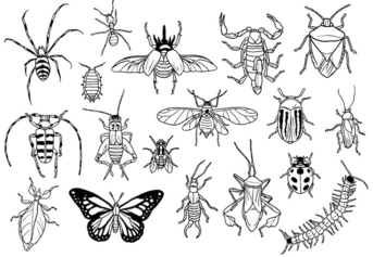 Insectes.png